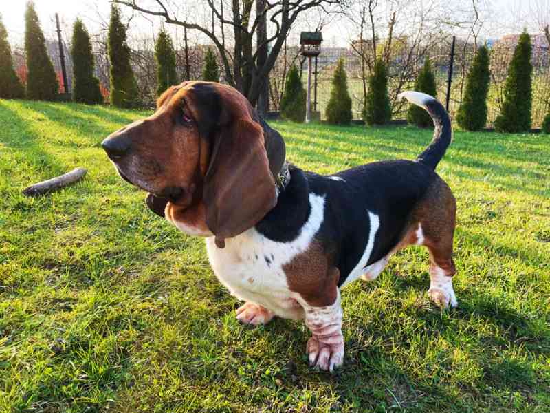 Basset Hound - foto 3