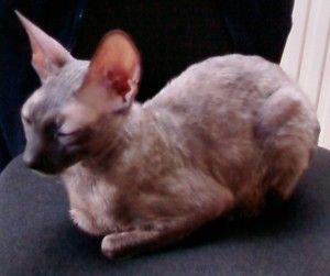 Hledáme nový domov pro týranou kočičku plemene Cornish rex? - foto 1