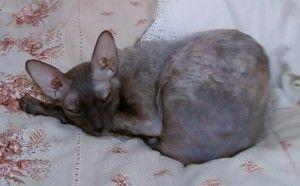Hledáme nový domov pro týranou kočičku plemene Cornish rex? - foto 2