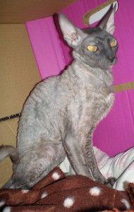 Hledáme nový domov pro týranou kočičku plemene Cornish rex? - foto 3