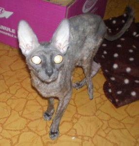 Hledáme nový domov pro týranou kočičku plemene Cornish rex? - foto 4