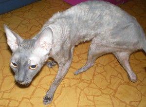 Hledáme nový domov pro týranou kočičku plemene Cornish rex? - foto 5