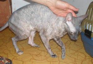 Hledáme nový domov pro týranou kočičku plemene Cornish rex? - foto 6
