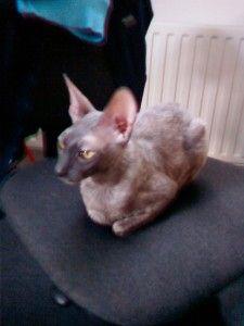 Hledáme nový domov pro týranou kočičku plemene Cornish rex? - foto 7