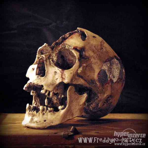 Repliky lidských lebek a kostí (Human skull replica) - foto 4