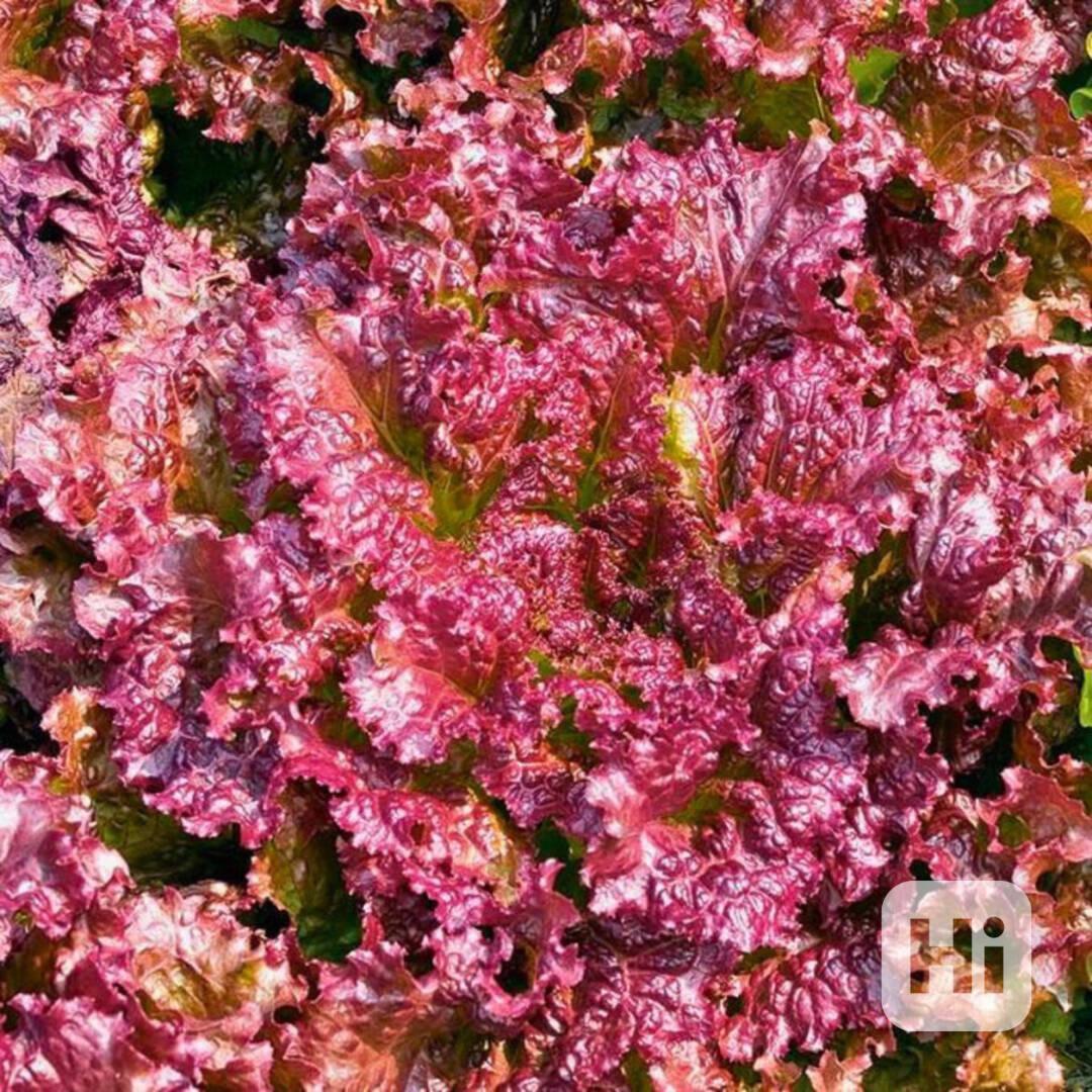 semena salát listový Rosela 