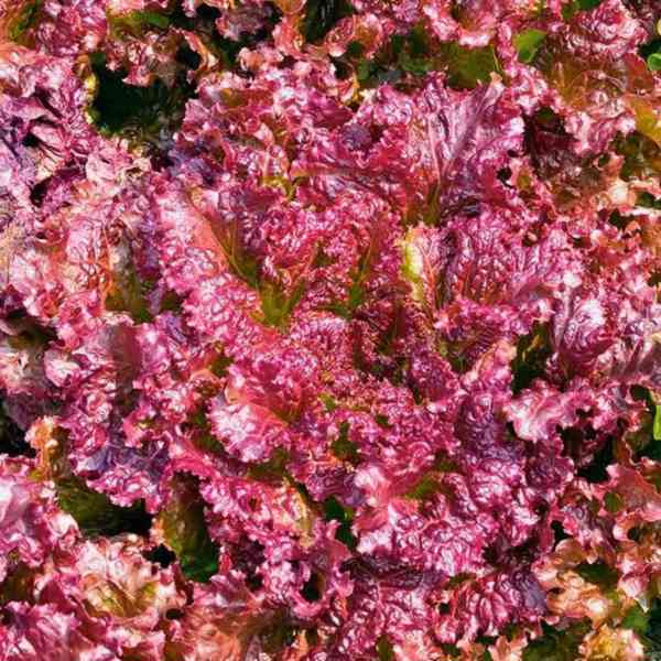 semena salát listový Rosela  - foto 1