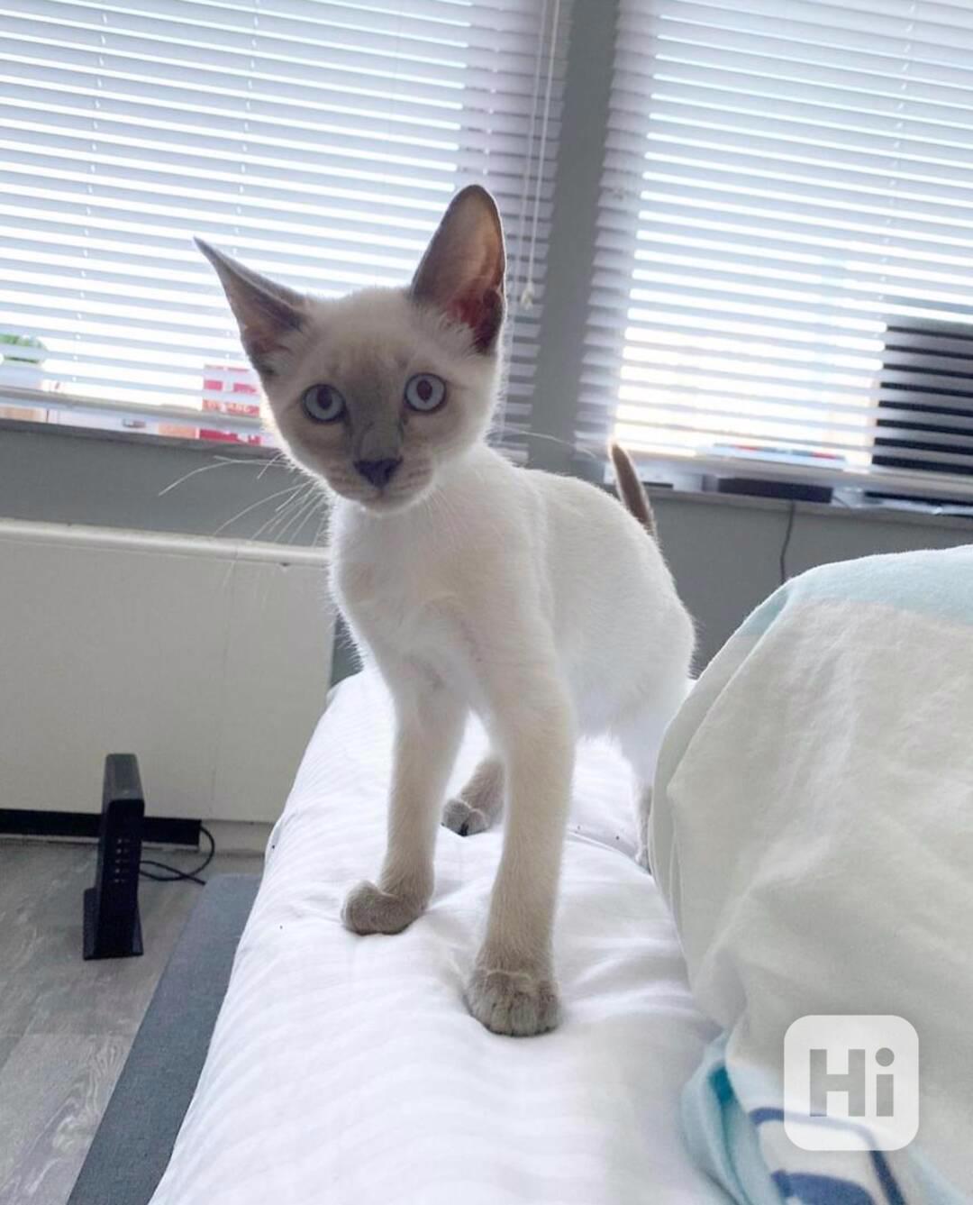 Rozkošné kotě - foto 1