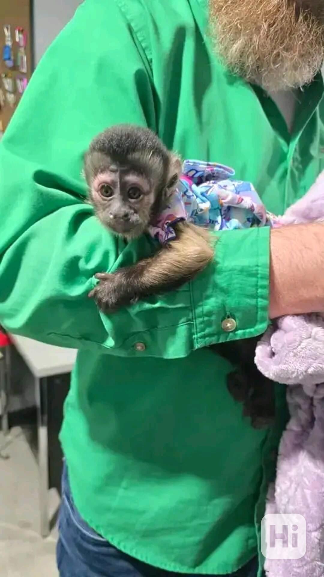  Hezká mláďata kapucínských opic - foto 1