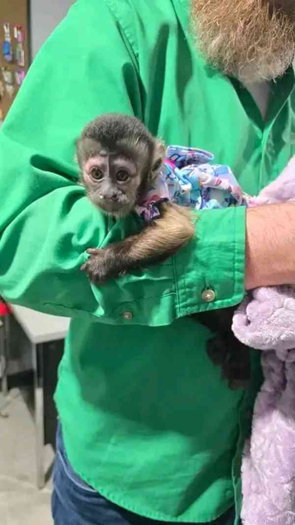  Hezká mláďata kapucínských opic - foto 1