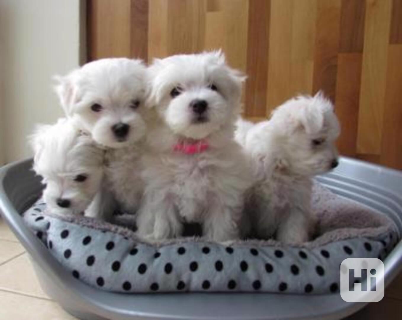 Krásná maltézská štěňata, samci a samice k dispozici - foto 1