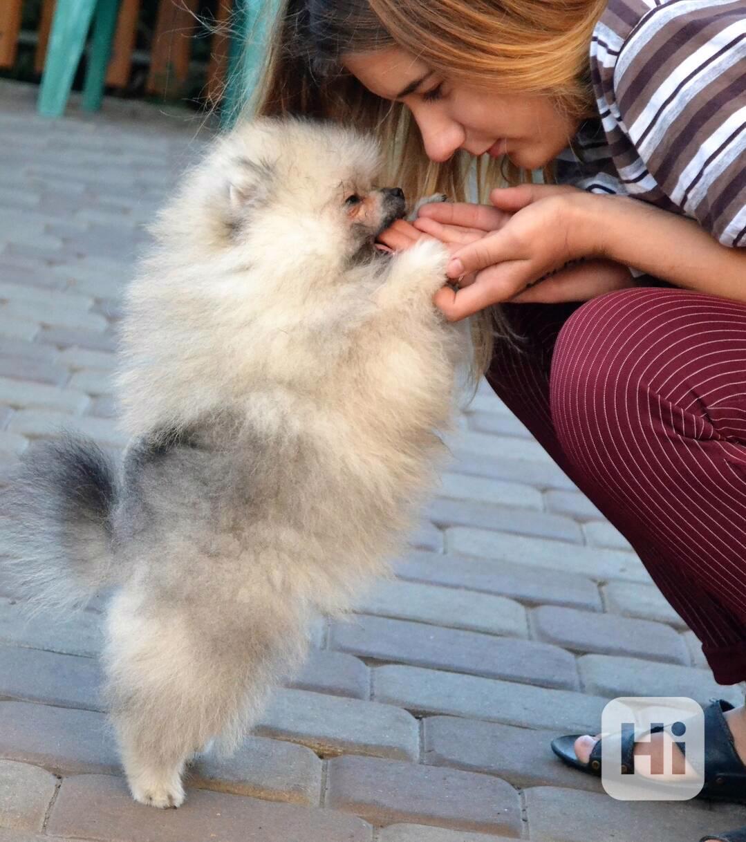 Německý špic trpasličí (Pomeranian) - foto 1