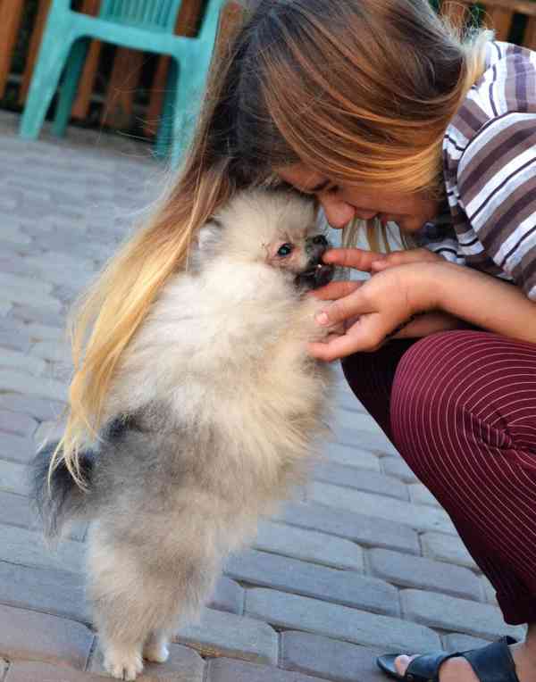 Německý špic trpasličí (Pomeranian) - foto 3