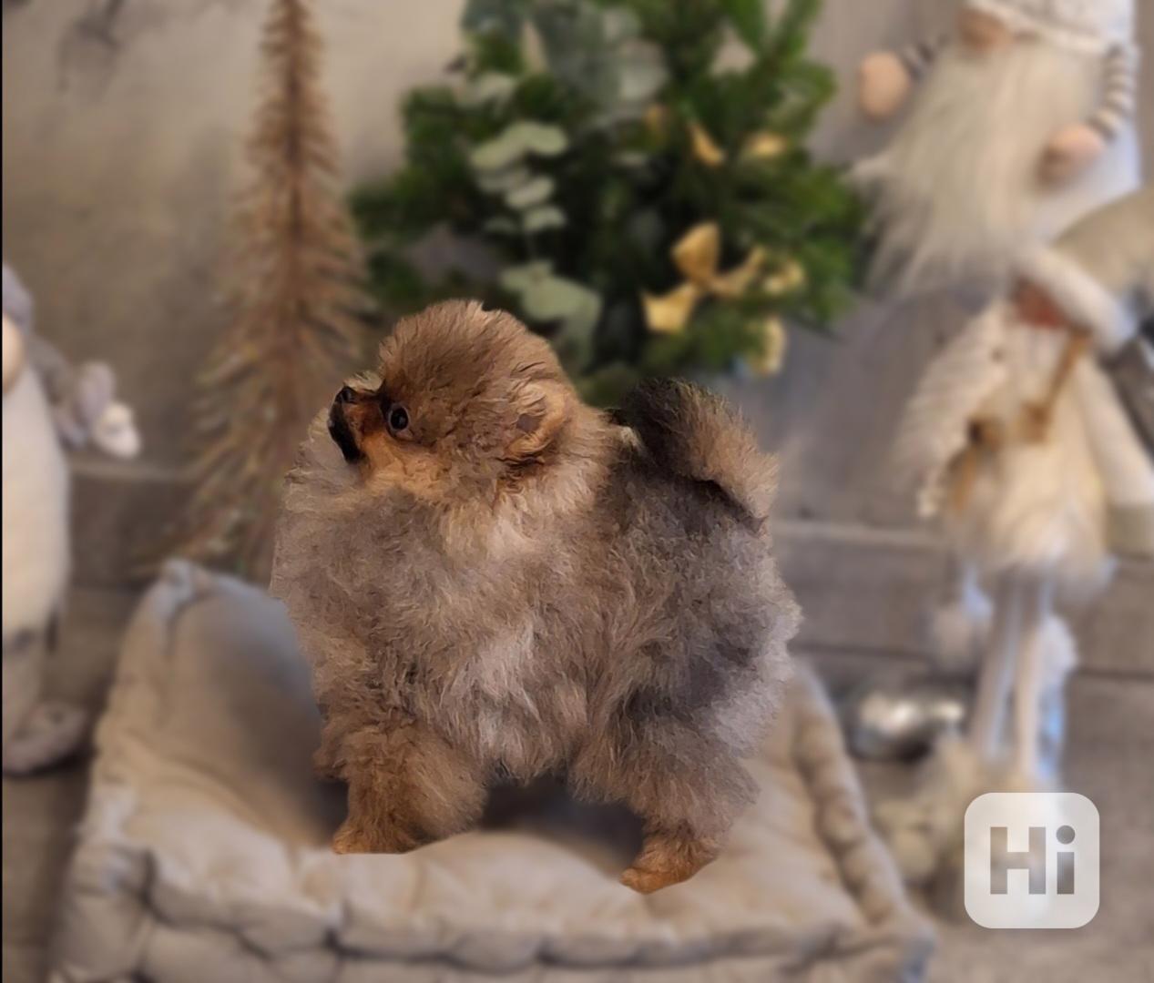 Pomeranian s PP FCI ihned k odběru - foto 1