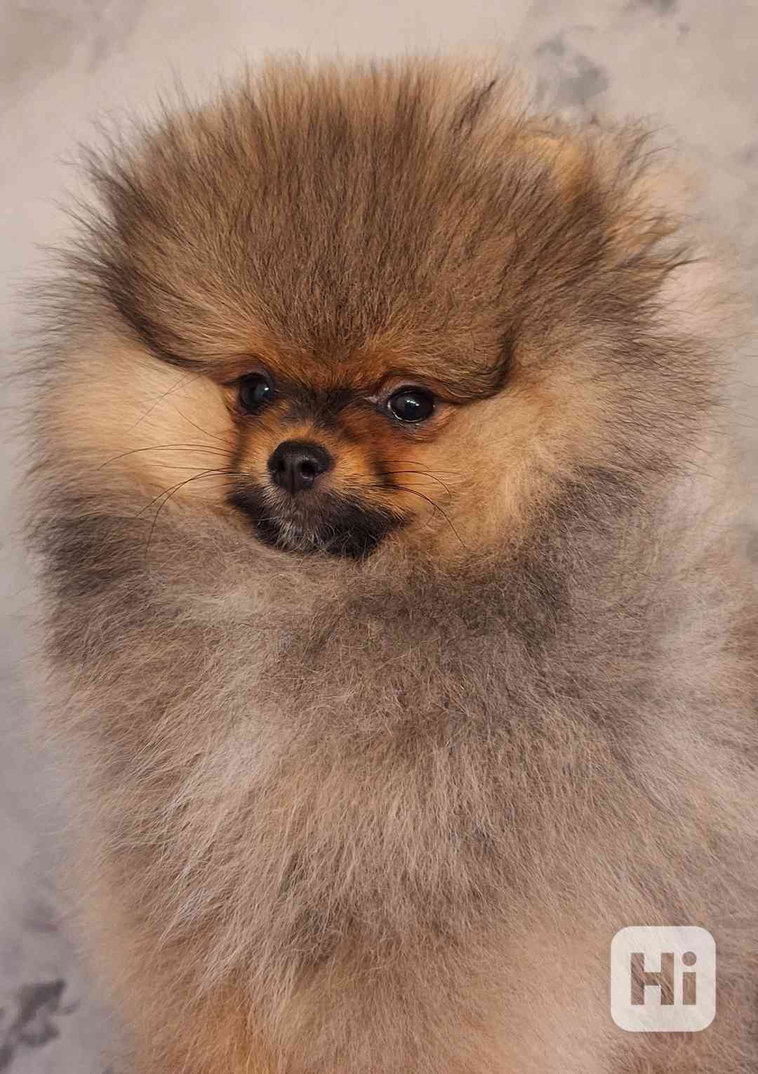 Pomeranian s PP - foto 1
