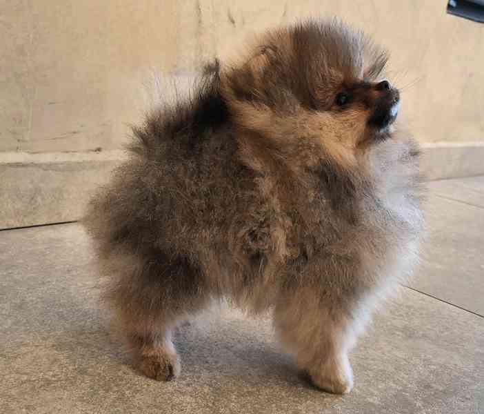 Pomeranian s PP - foto 6