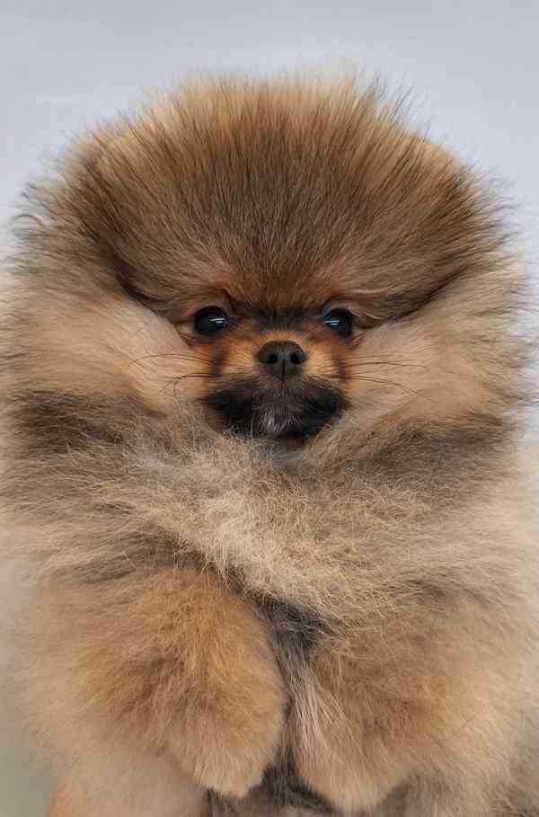 Pomeranian s PP - foto 4
