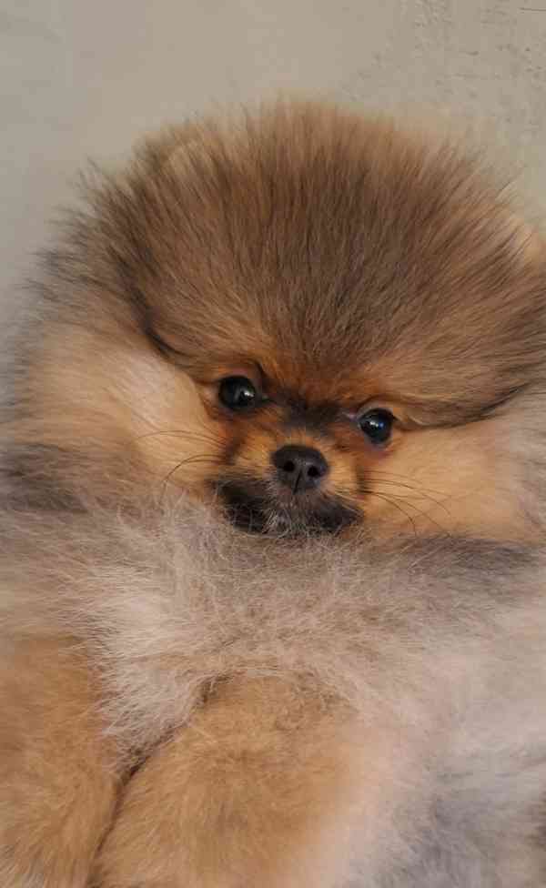Pomeranian s PP - foto 2