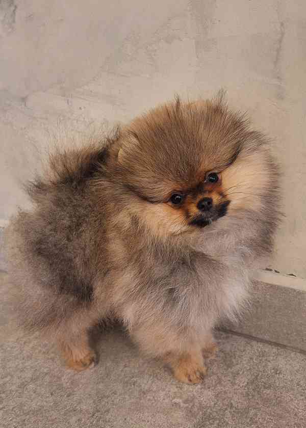 Pomeranian s PP - foto 5