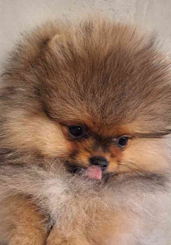 Pomeranian s PP - foto 3