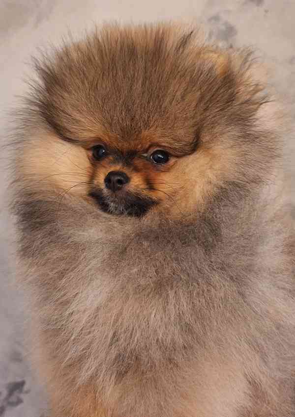 Pomeranian s PP - foto 1