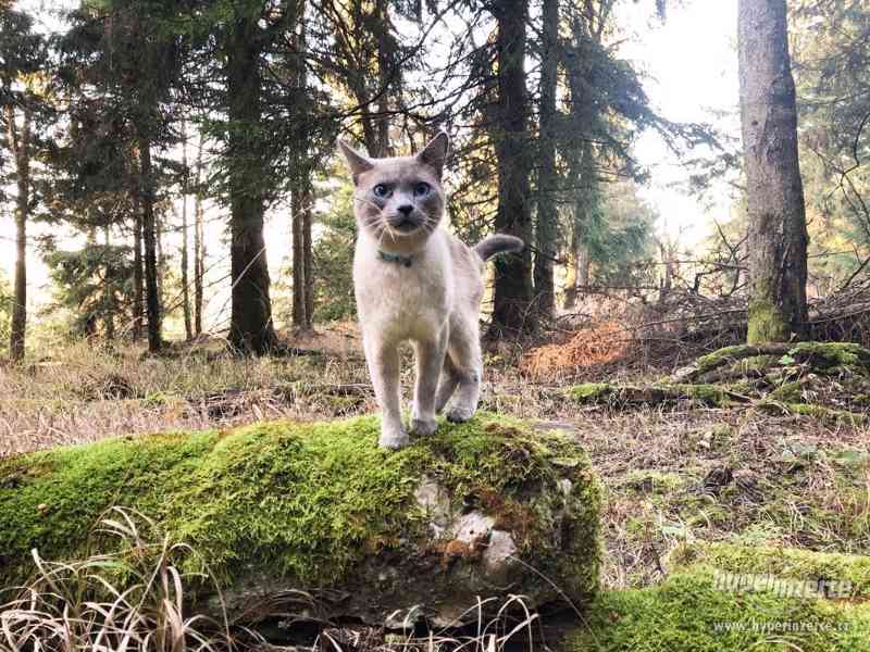 Thajský kocour ke krytí - foto 2