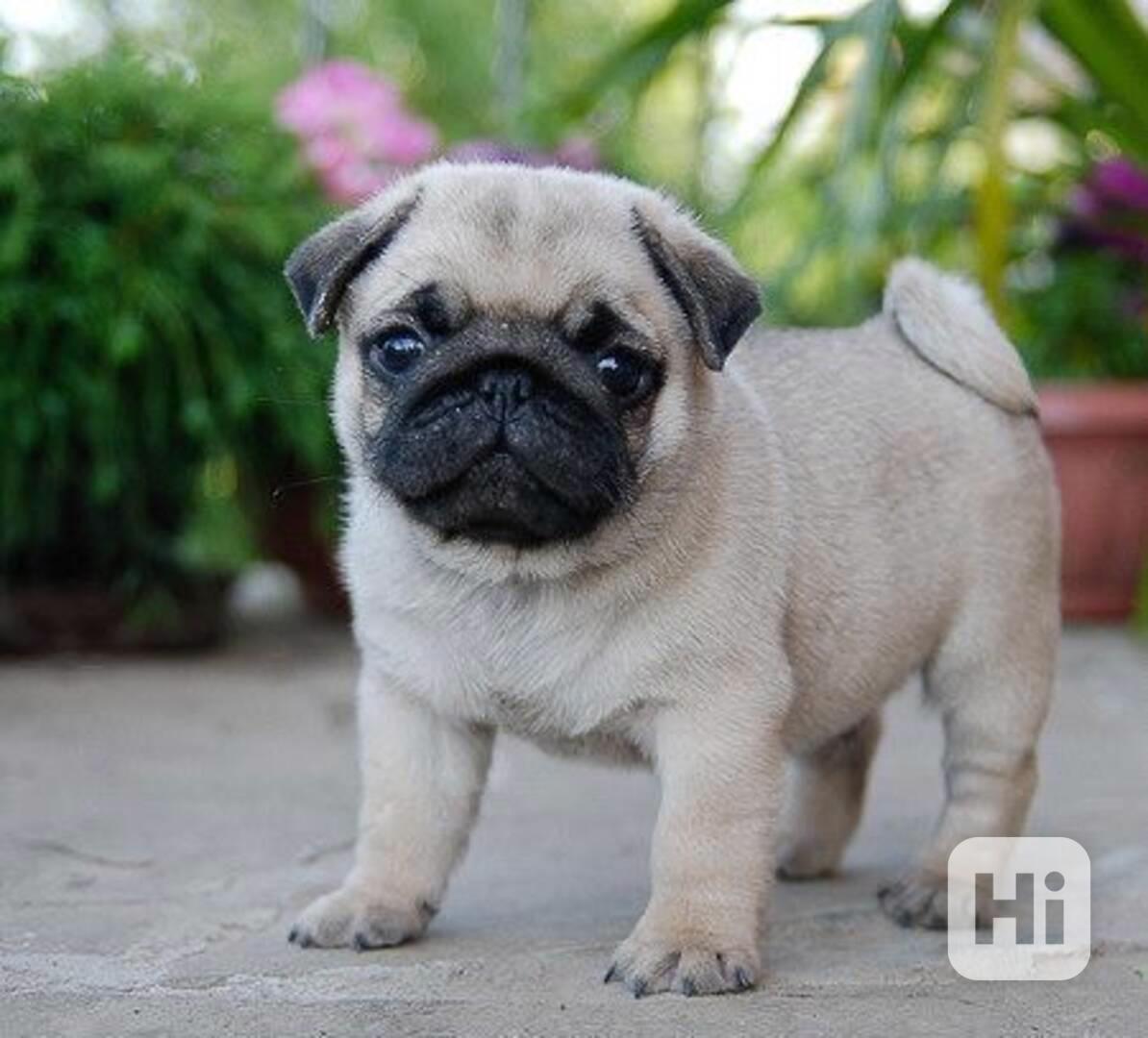 Roztomilá mops štěňata pro adopci Máme tři (jeden muž a dvě  - foto 1