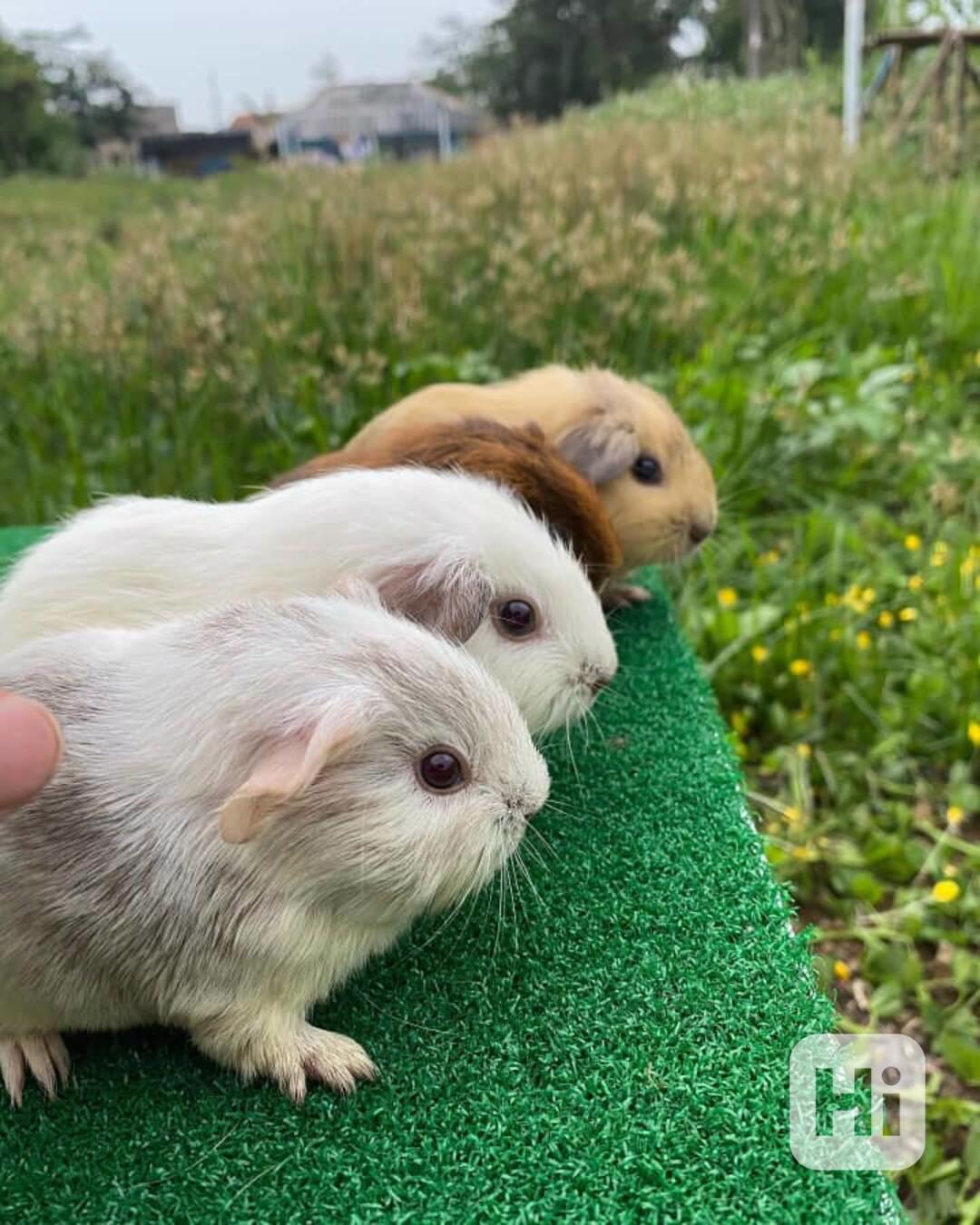  mláďata morčat  - foto 1