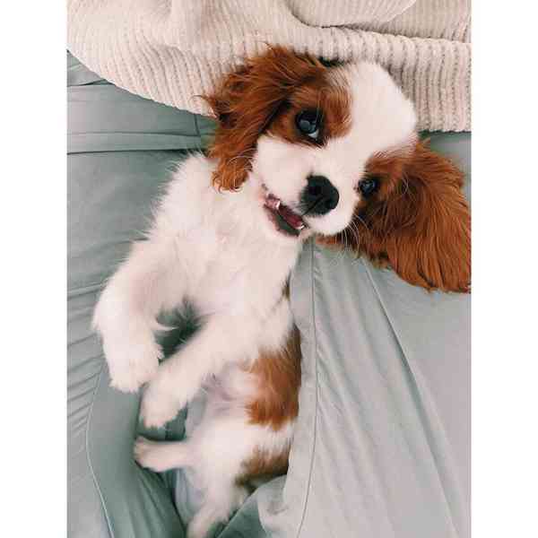 Sladký kavalír king charles španěl štěňata  - foto 2