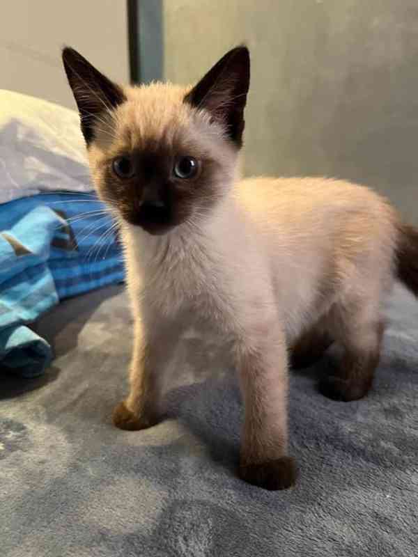 Siamská koťátka k volné adopci   - foto 2