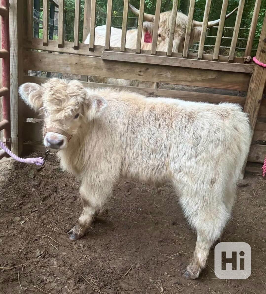 💫 Mini skotské krávy - foto 1