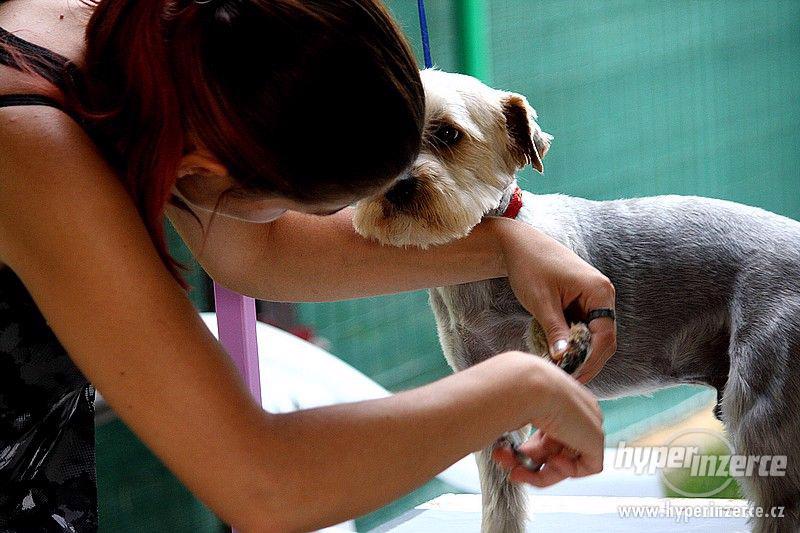 Stříhání a kosmetická úprava psů - foto 3