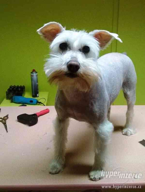 Stříhání a kosmetická úprava psů - foto 9