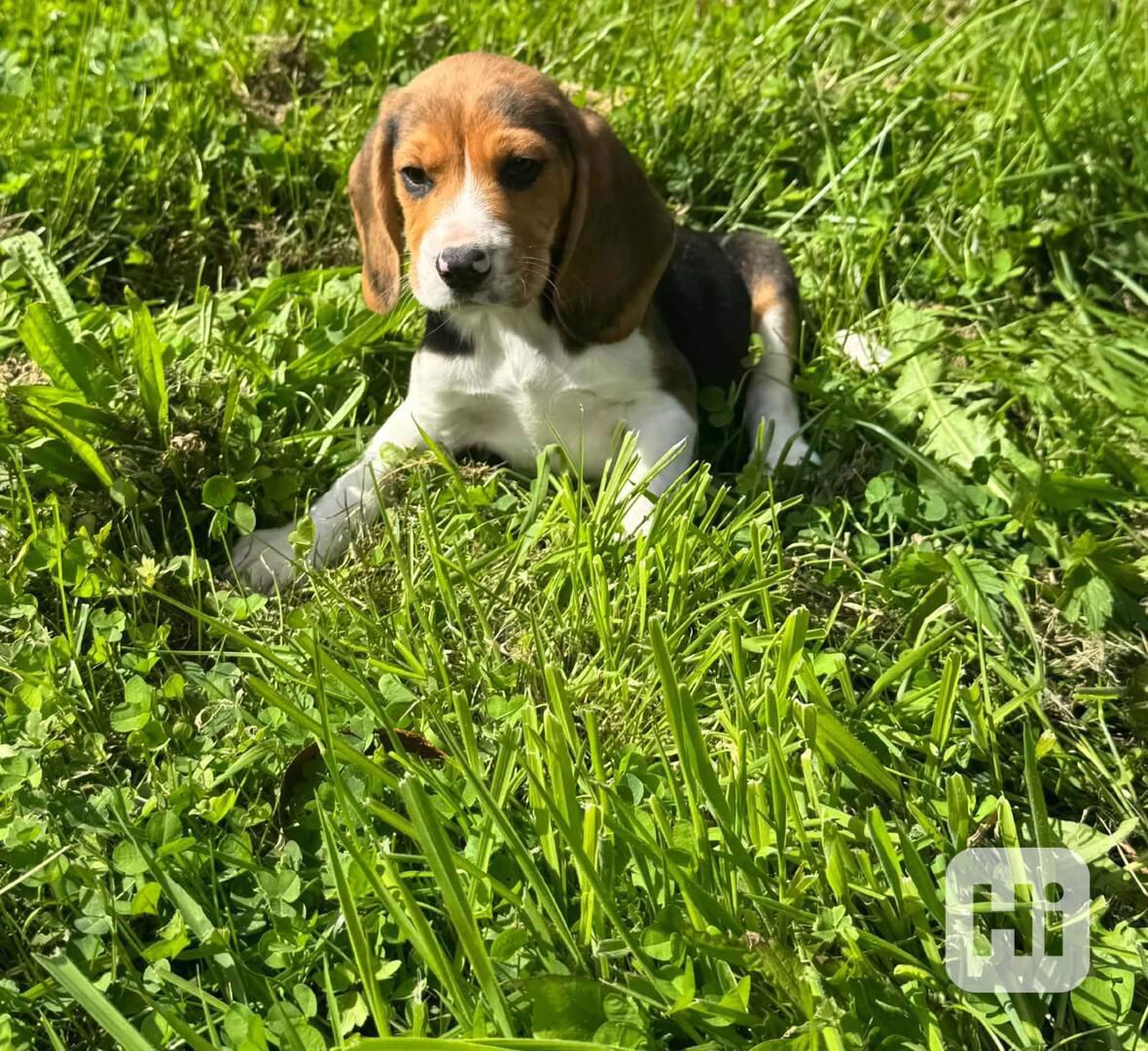 Bígl fenečky  - foto 1