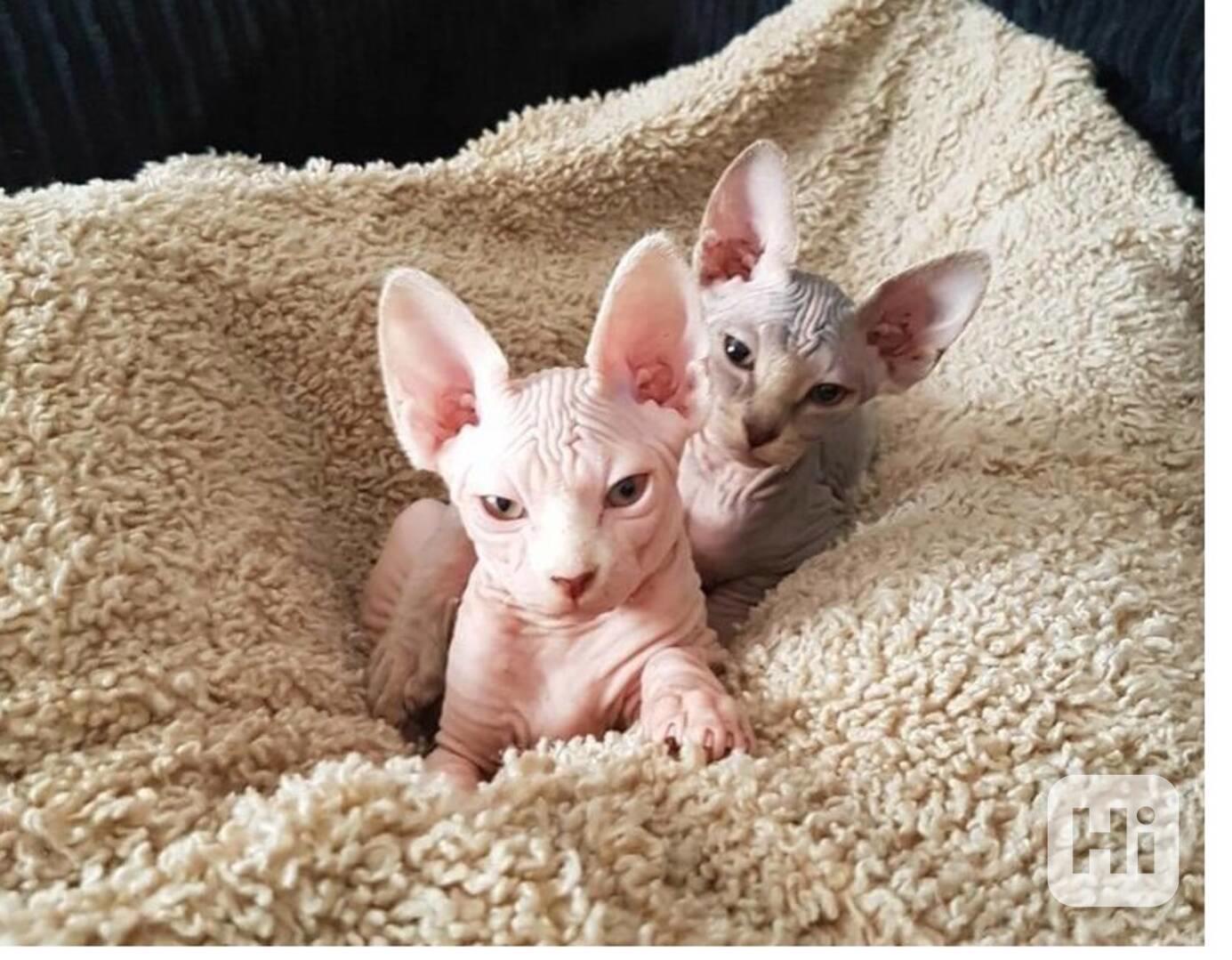 Koťata Sphynx - foto 1