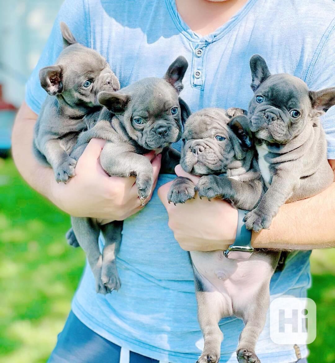 *Rozkošná štěňata francouzského buldočka připravená na svůj  - foto 1