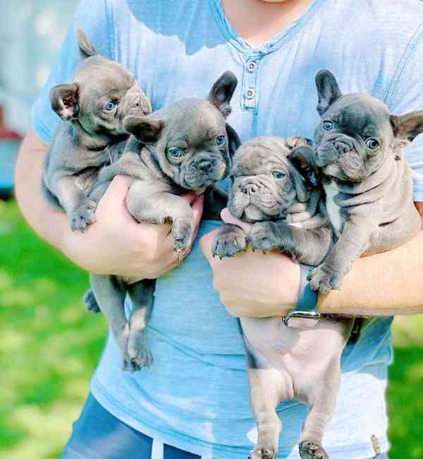 *Rozkošná štěňata francouzského buldočka připravená na svůj 