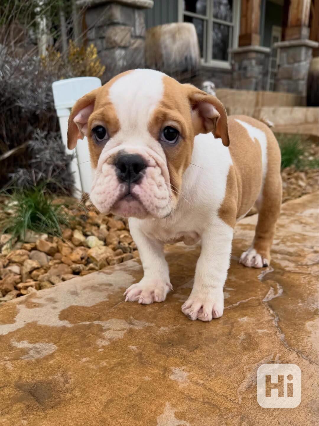 Krásná štěňata anglického buldoka od AKC k adopci - foto 1