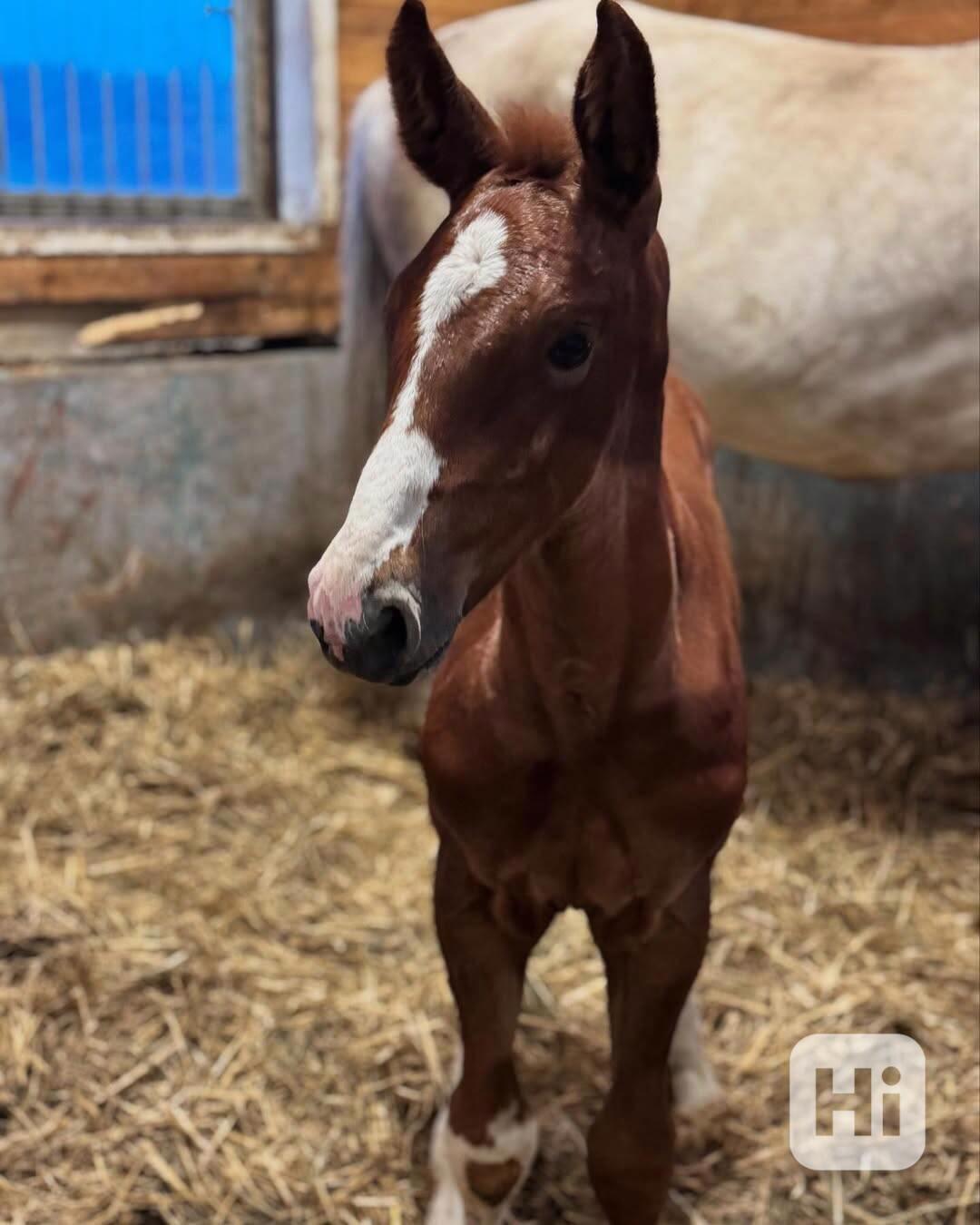 Americký quarter horse fold - foto 1