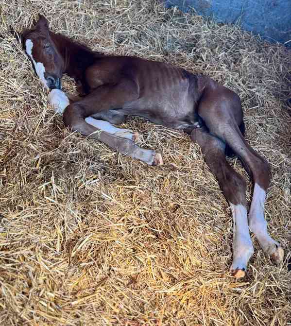 Americký quarter horse fold - foto 3