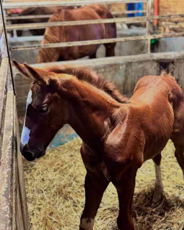 Americký quarter horse fold - foto 2