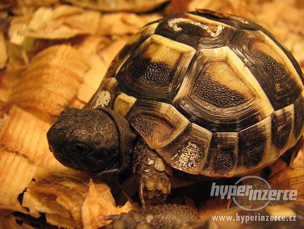 Suchozemská želva - krásný vánoční dárek - foto 1