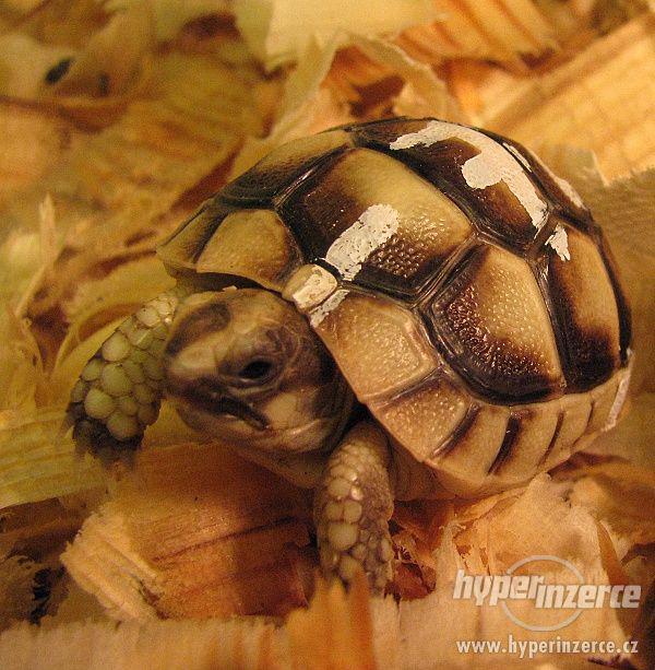 Suchozemská želva - krásný vánoční dárek - foto 2