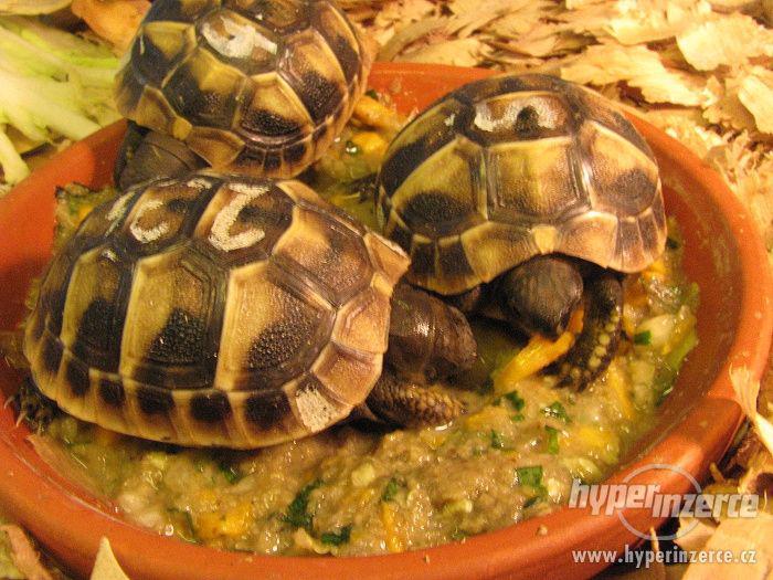 Suchozemská želva - krásný vánoční dárek - foto 6