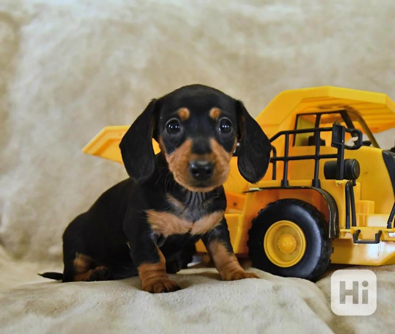  Štěňata jezevčíka - foto 1