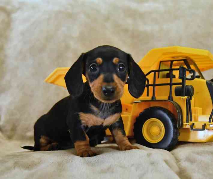  Štěňata jezevčíka - foto 3