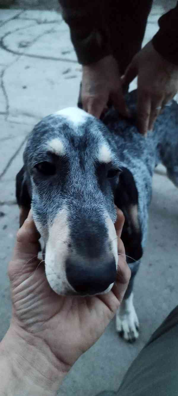 Modrý gaskoňsky pes  - foto 6