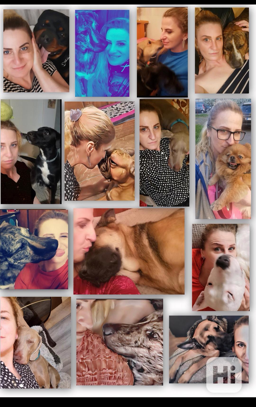 Pohlidám vašeho pejska v Plzni  - foto 1