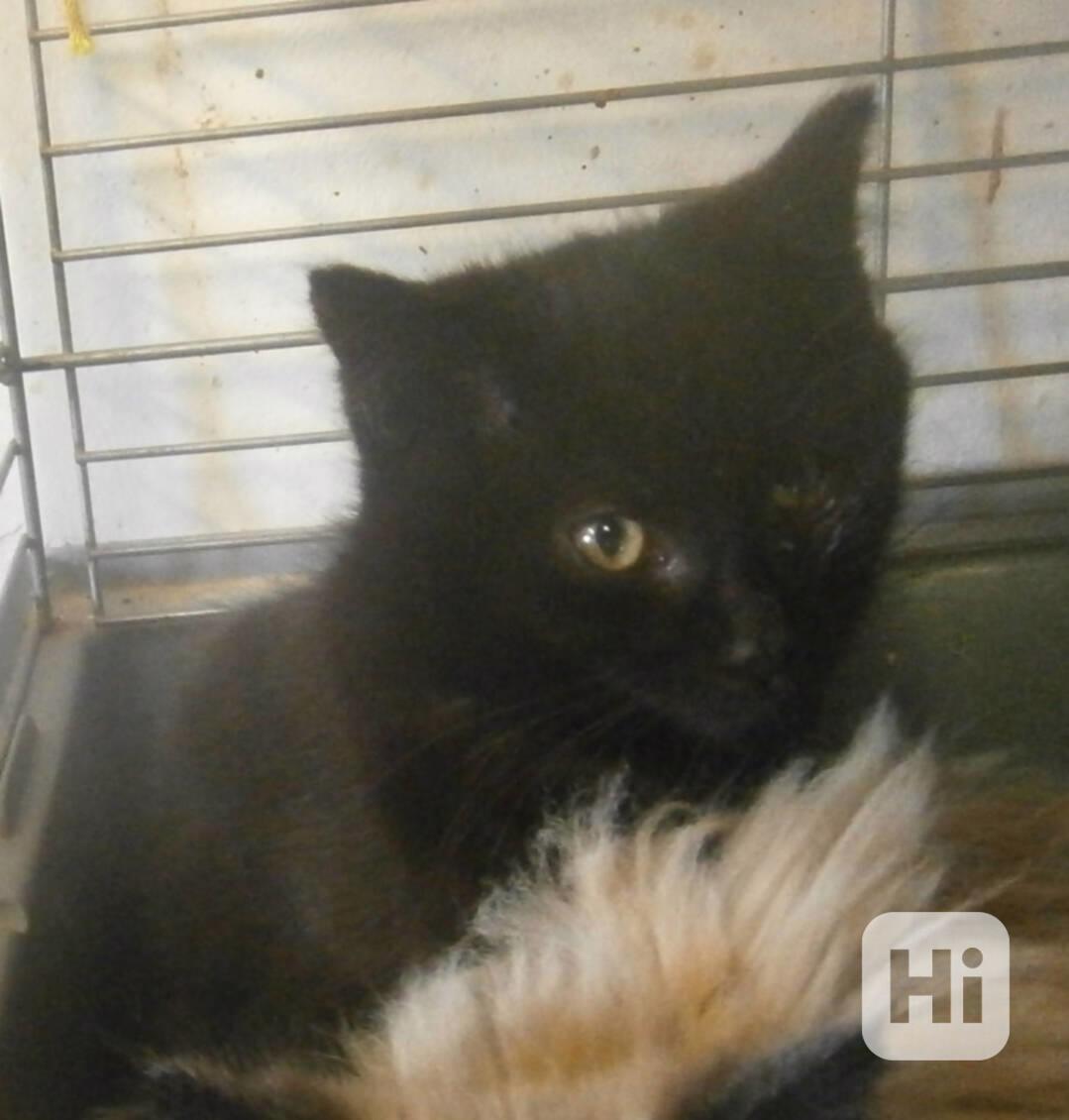 Černý hodný medvídek 3měsíční Míša  - foto 1