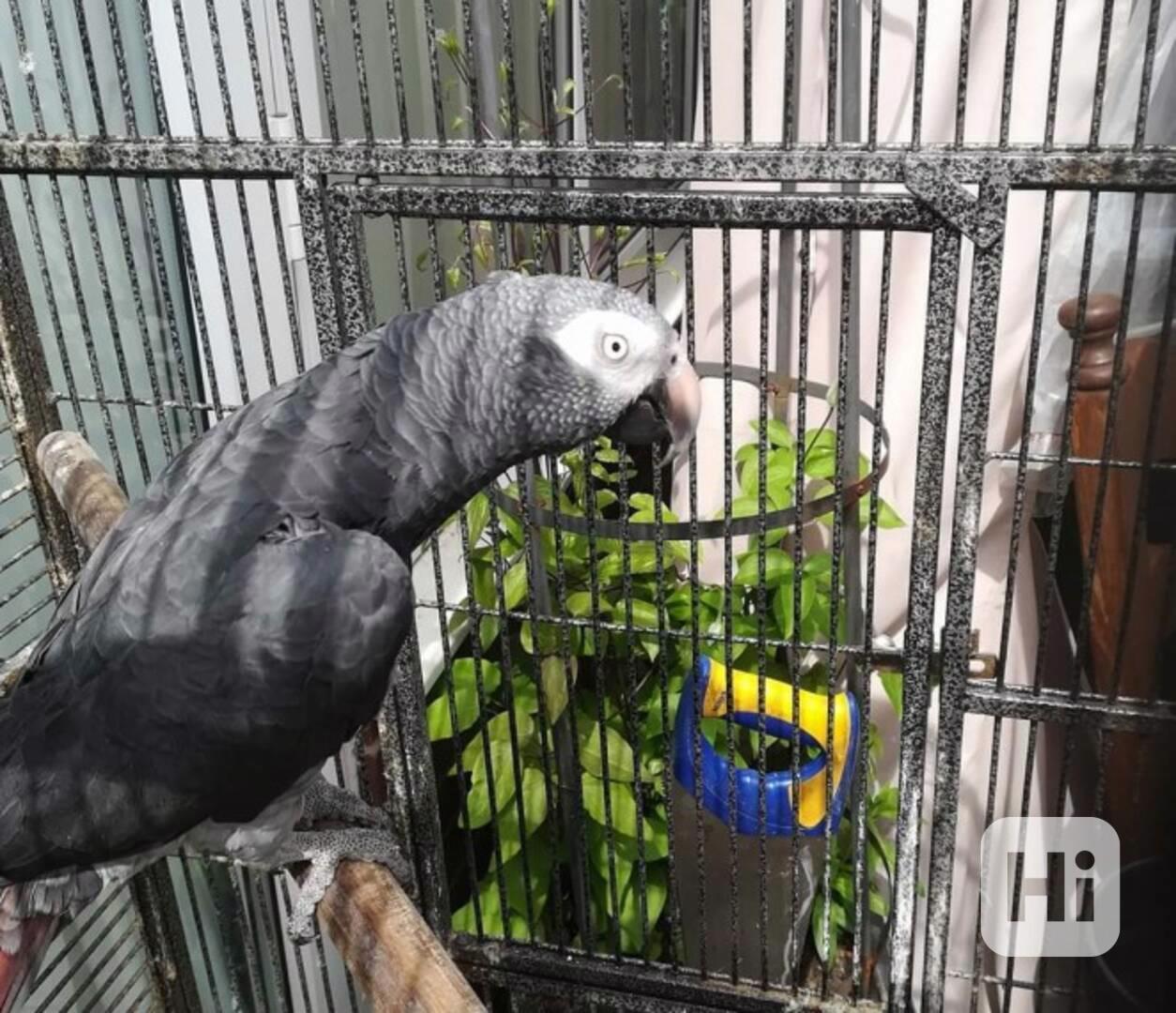 Afričtí papoušci šedí! - foto 1